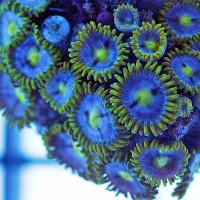 blue sunflower zoanthids 5 polyp frag 25-18-200x200.jpg