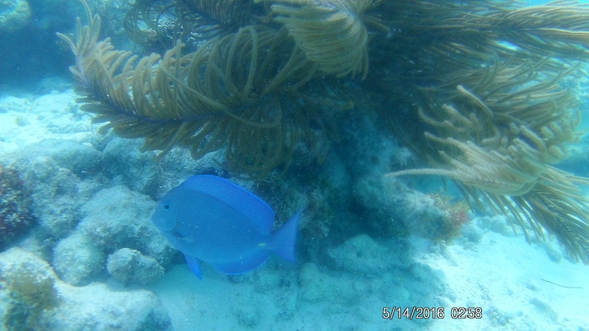 blue tang 2.JPG