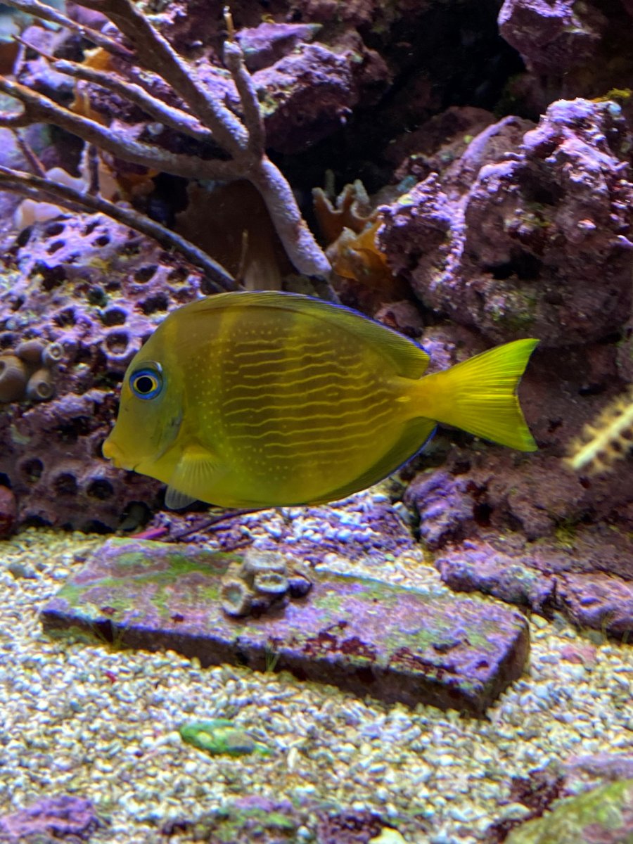 blue tang.jpg