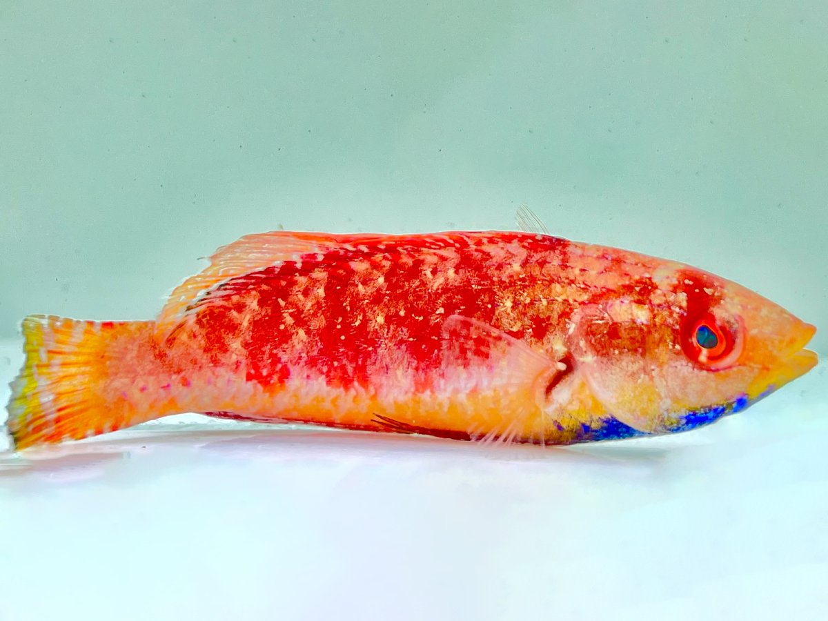 Blue Throat Wrasse.jpg