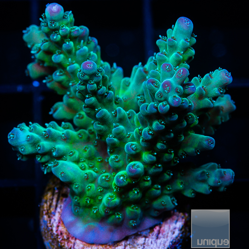 Blue Tip Acropora 79 46.JPG