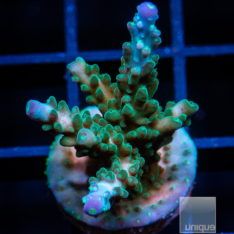 Blue Tip Staghorn 79 46.JPG