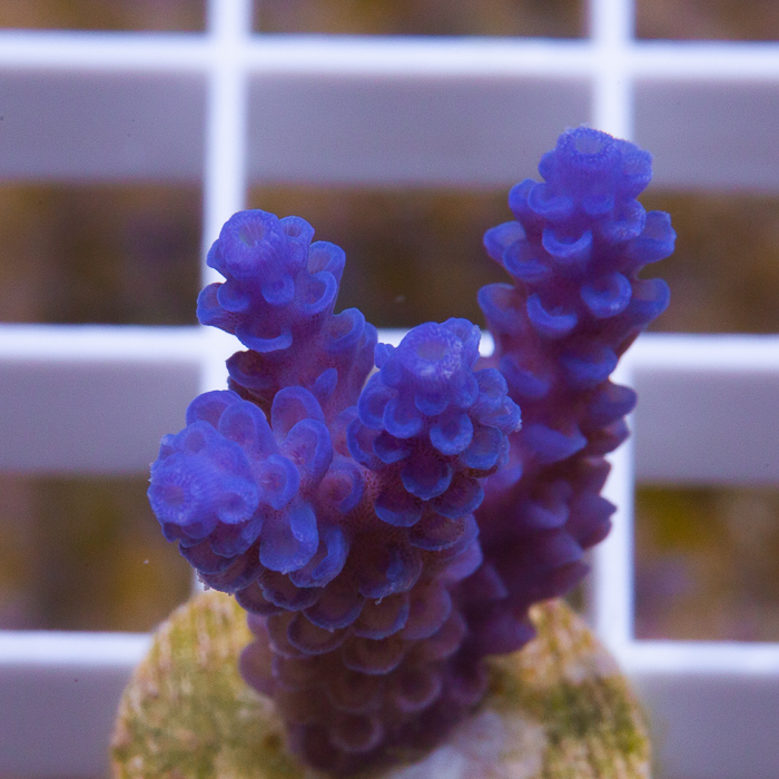 blue-vermiculata-10-30.jpg