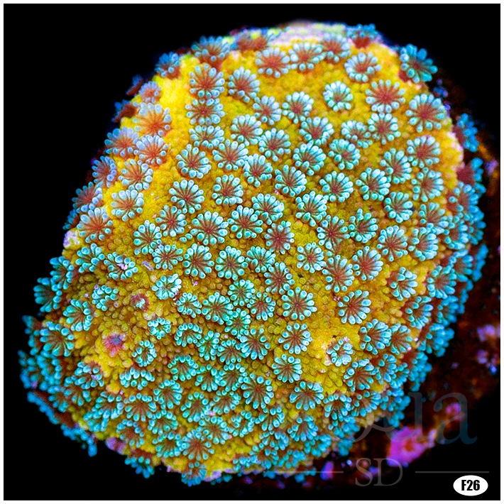 BlueberryFieldMontipora-_50_1080x.png