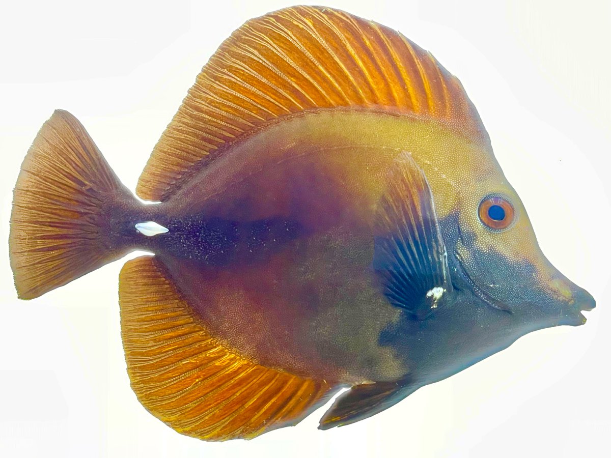 Blueface Koi 1.jpg