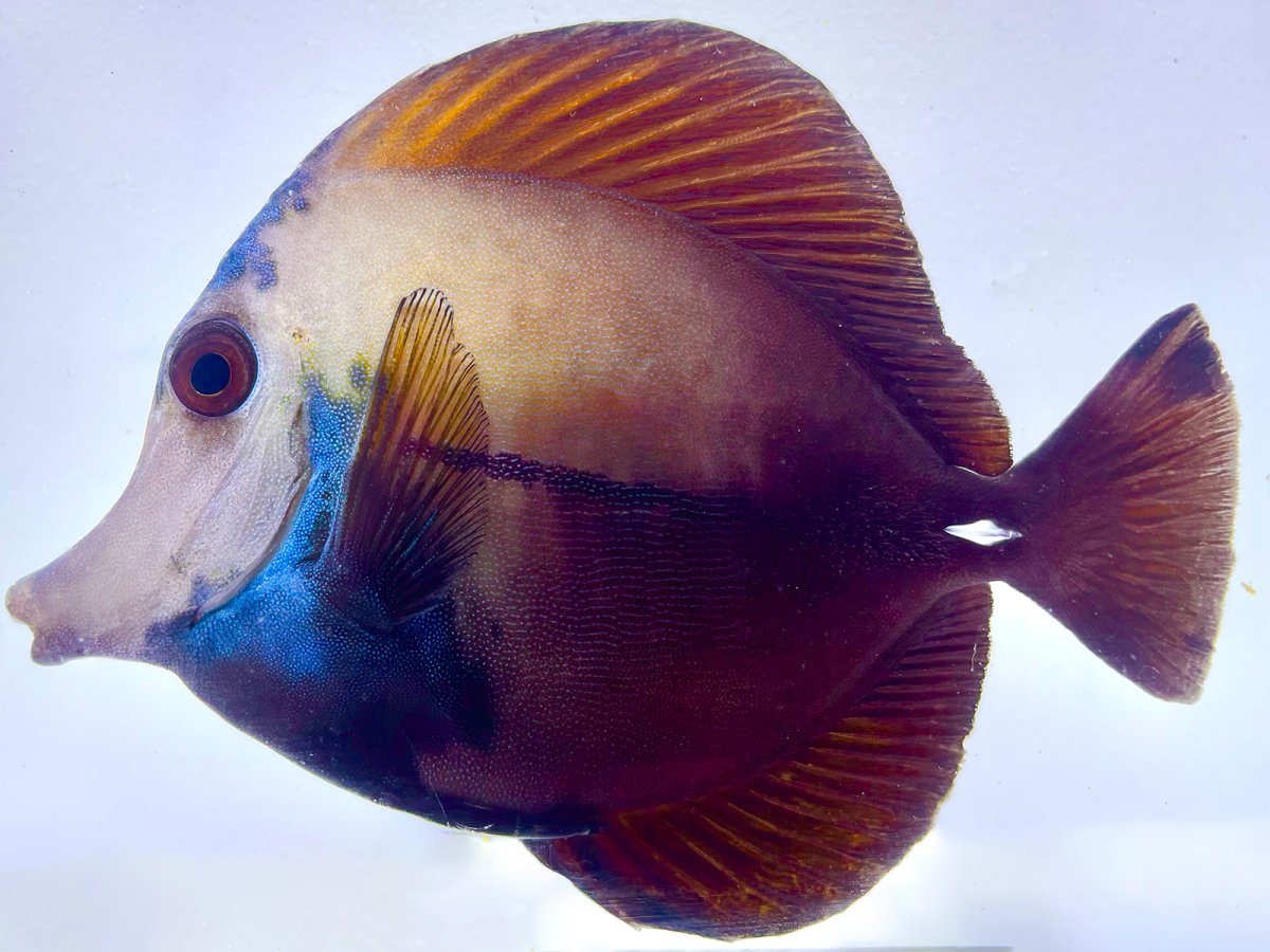 Blueface Koi 2 4 7:8 .jpg