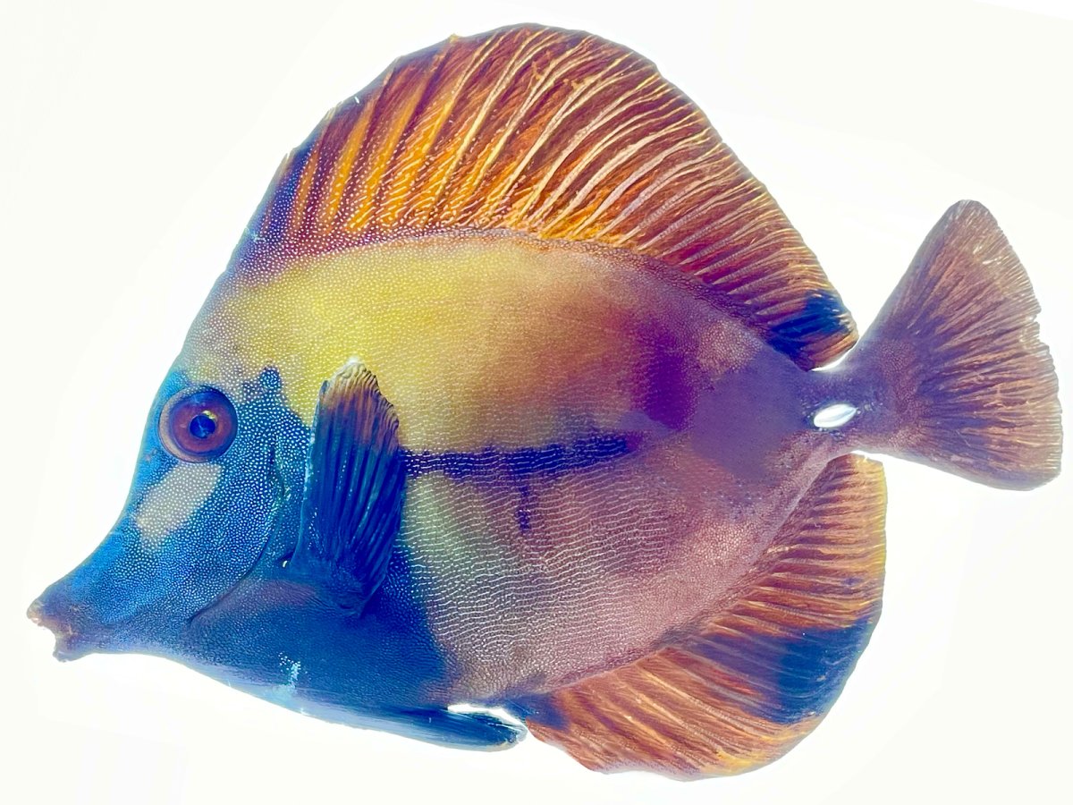 Blueface Koi 6:8 2_1.jpg