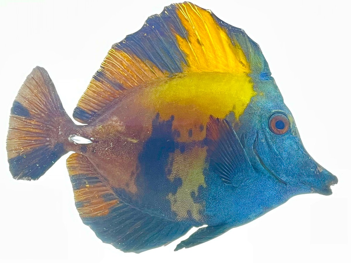 Blueface Koi 6_2.jpg