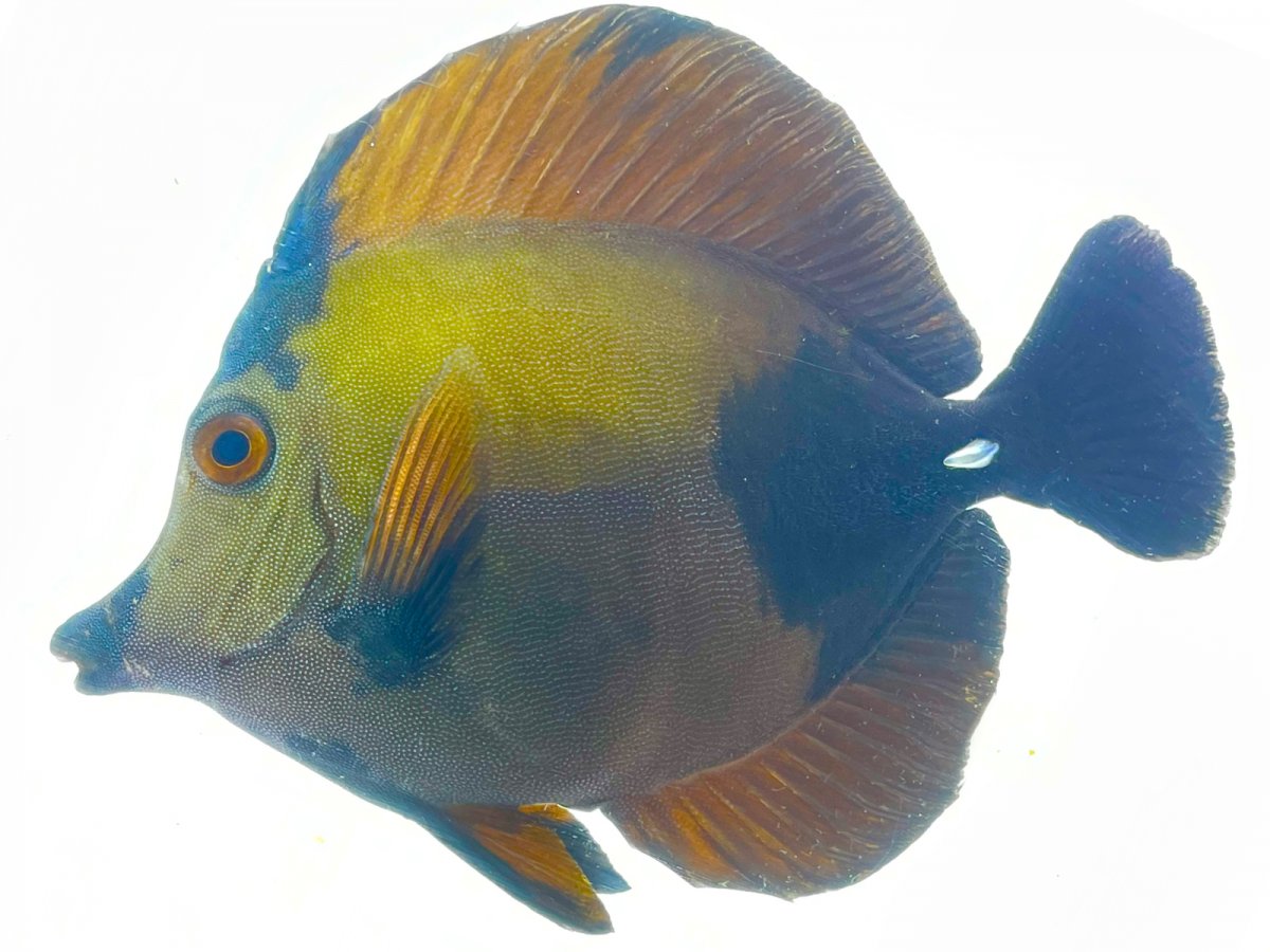 Blueface Koi 7_1.jpg