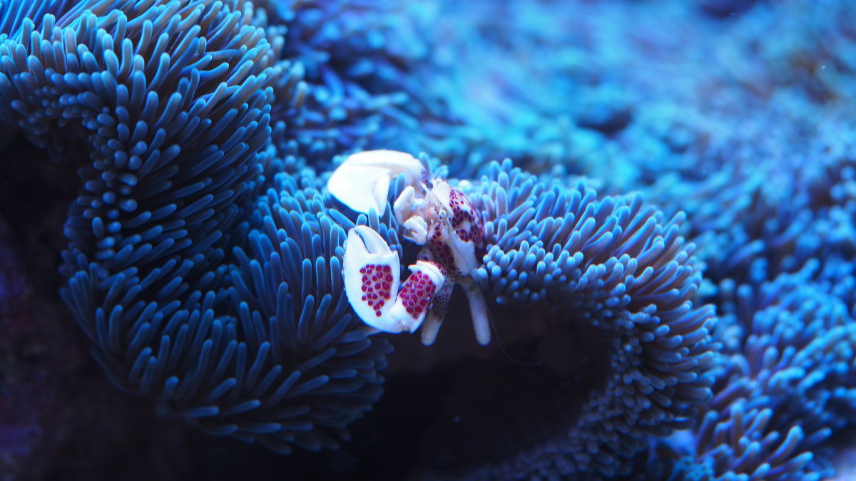 blueGigantea2018081501PorcelainCrab.jpg