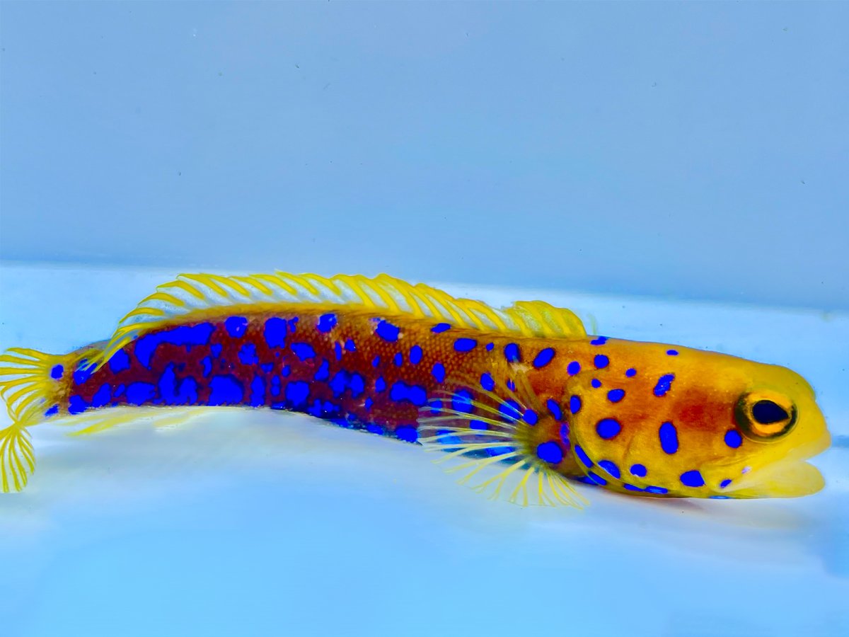 Bluespot Jawfish.jpg