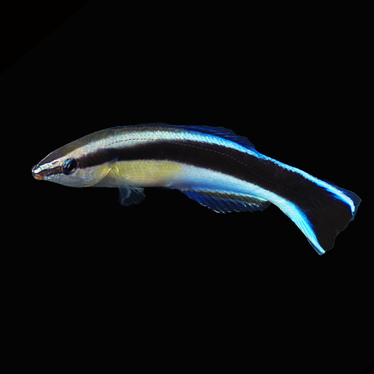 BlueStreakCleanerWrasse.jpg