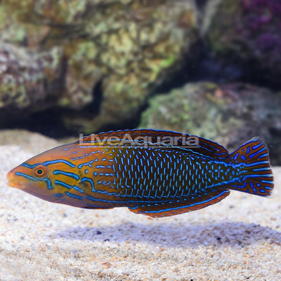 Bluestripe Tamarin Wrasse, Male [Expert Only] (Anampses femininus) Melanesian 4in 1999.99.jpg