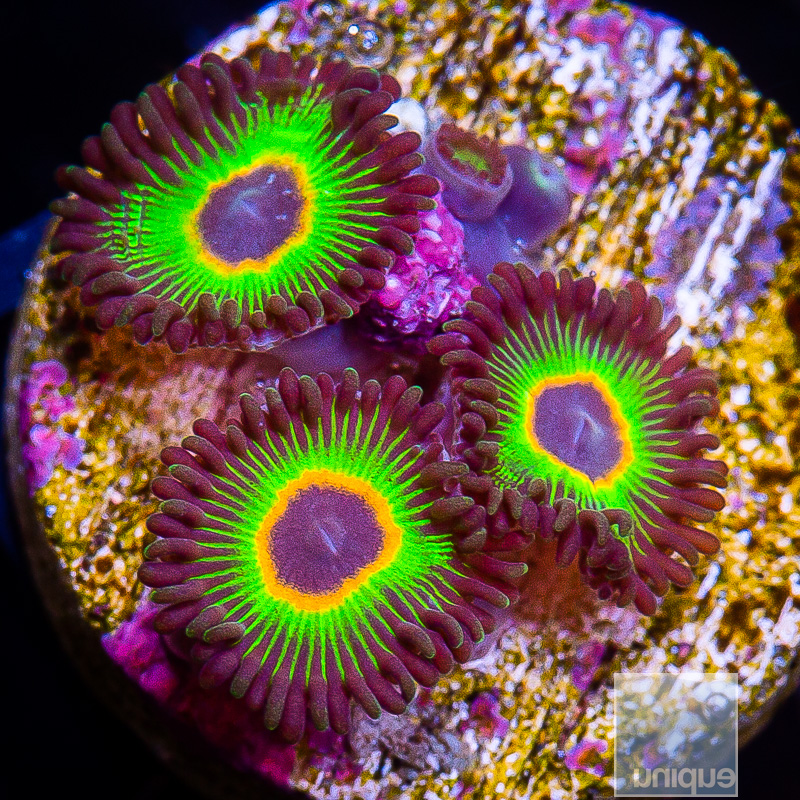 Bob Malrey Zoanthids 39 26.JPG