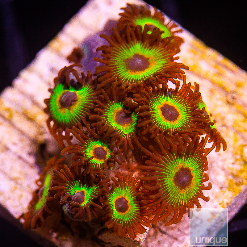 Bob Marley Zoanthid 119 72.JPG