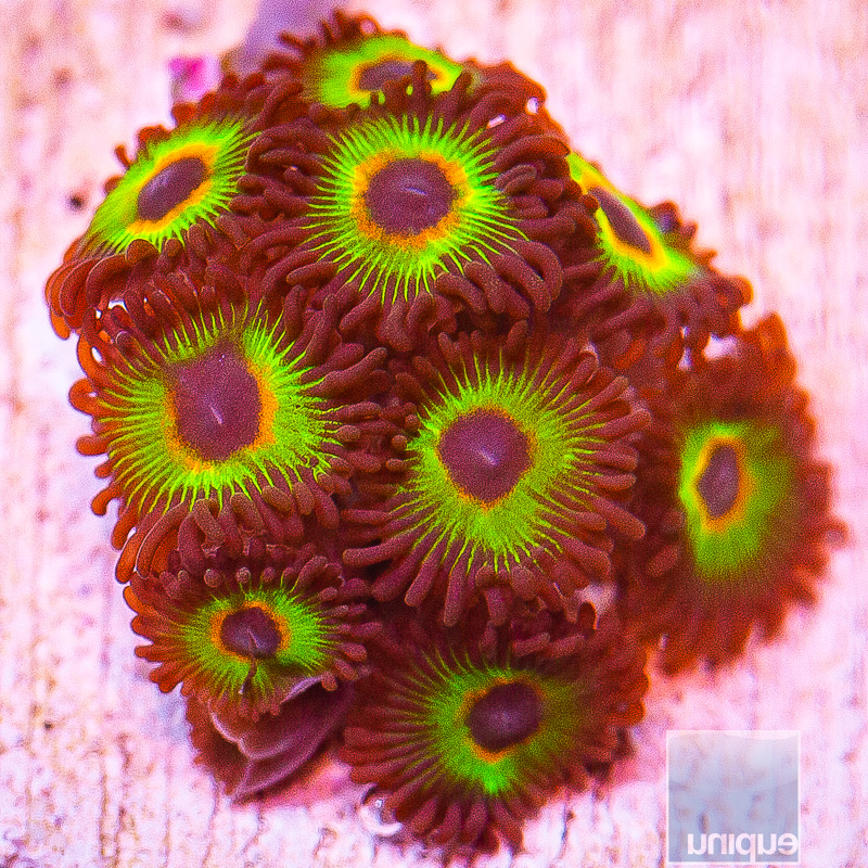 Bob Marley Zoanthid 119 72.JPG