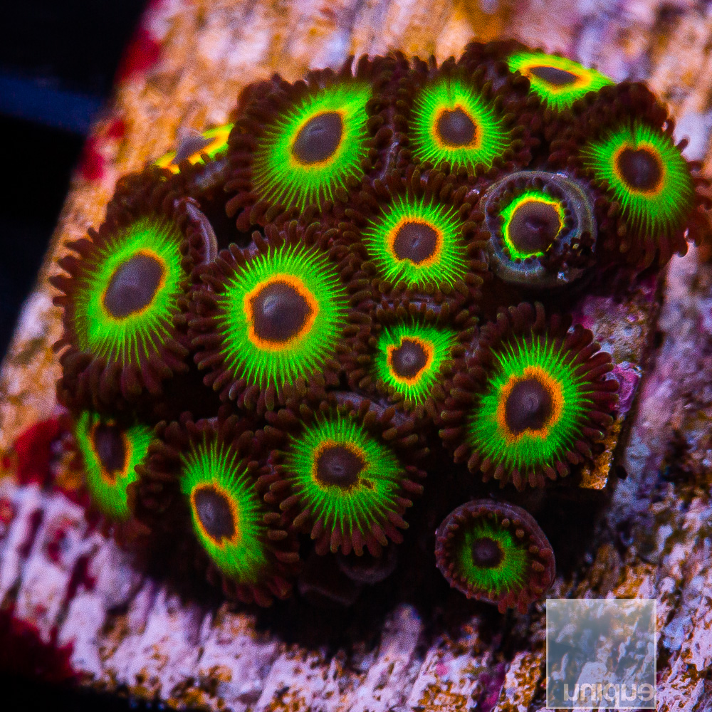 Bob Marley Zoanthid 119 75.JPG