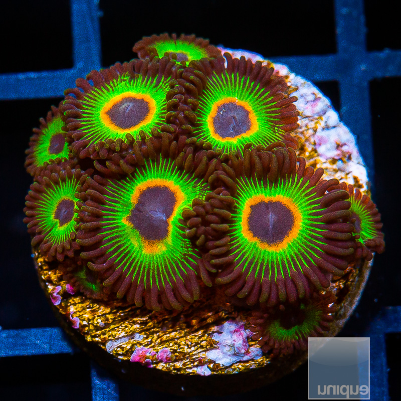 Bob Marley Zoanthid 68 36.JPG