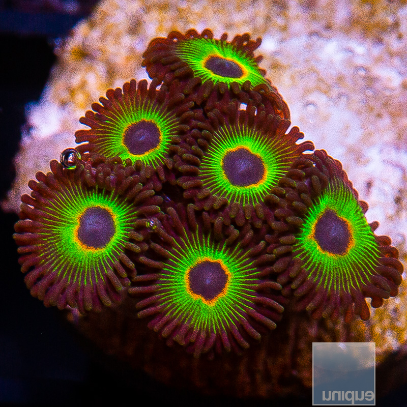 Bob Marley Zoanthid 69 35 (1).JPG