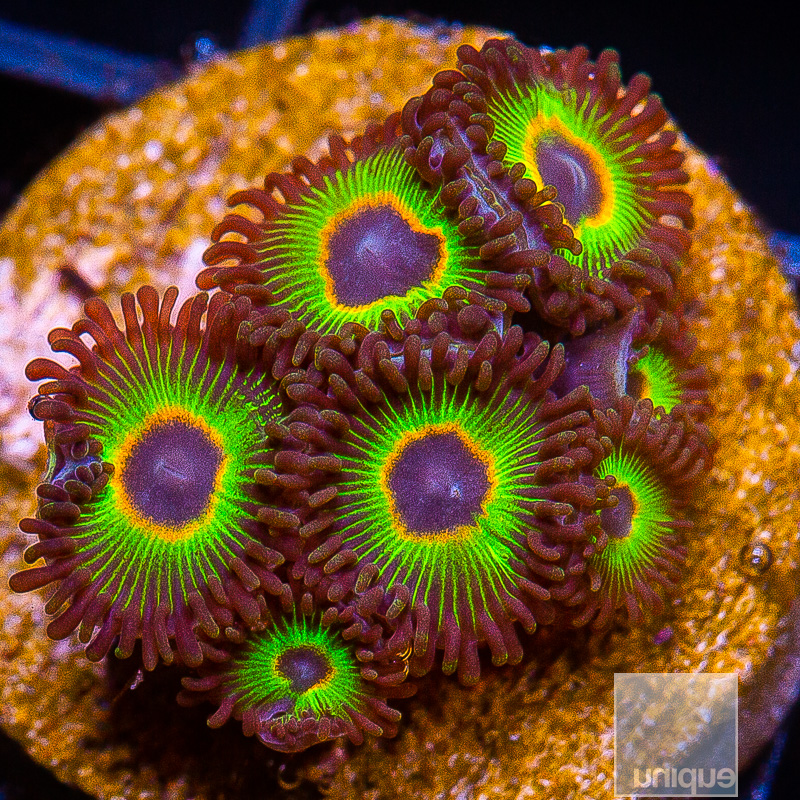 Bob Marley Zoanthid 69 35.JPG