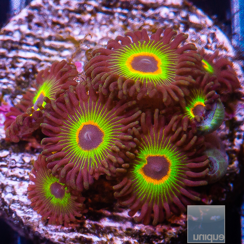 bob marley zoanthid 69 36.jpeg