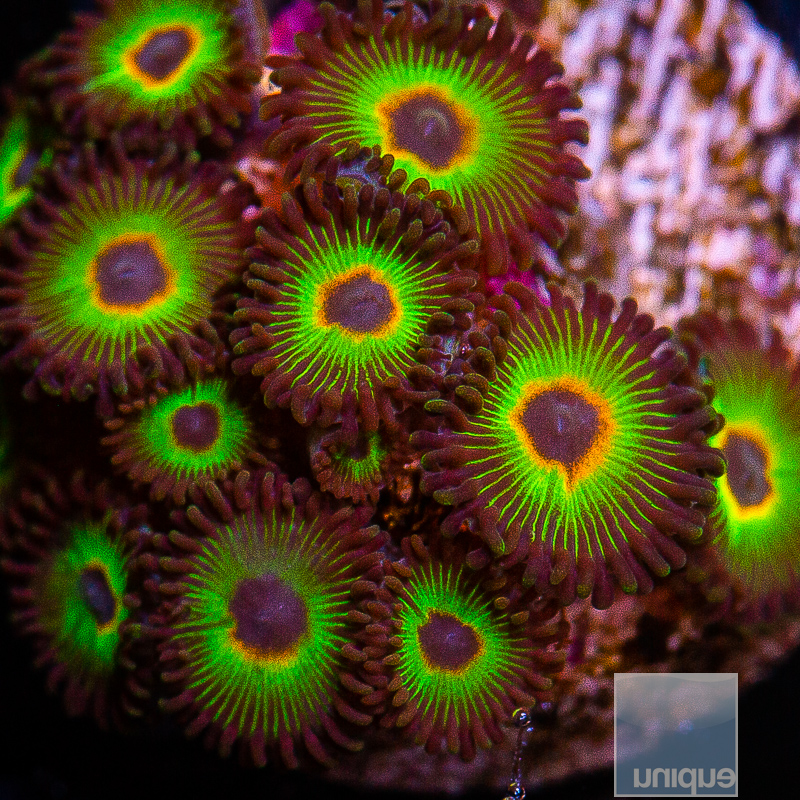 Bob Marley Zoanthid 99 46.JPG