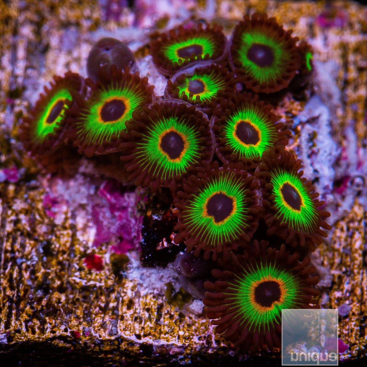 Bob Marley Zoanthid 99 74.JPG