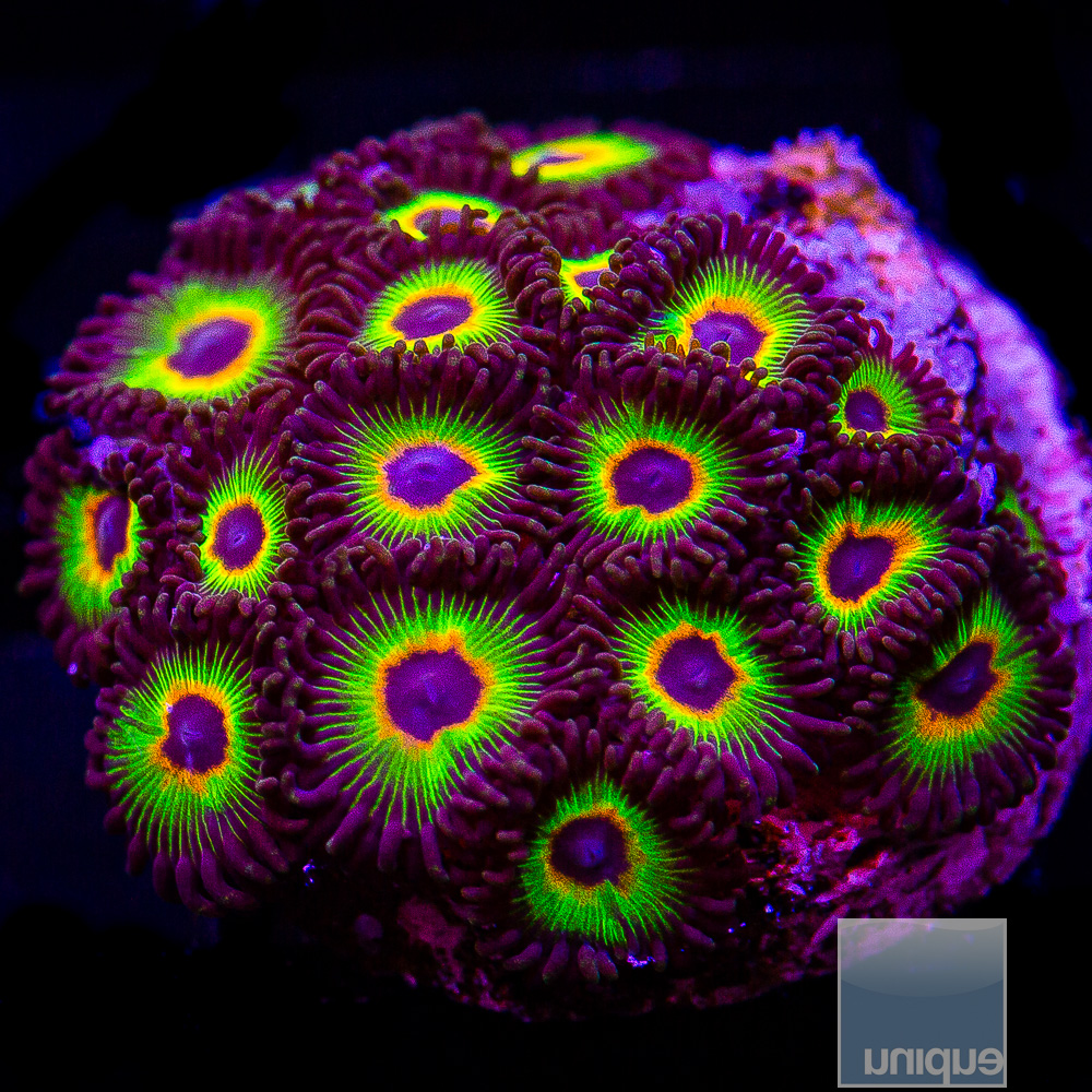 Bob Marley Zoanthid colony 129 72.JPG