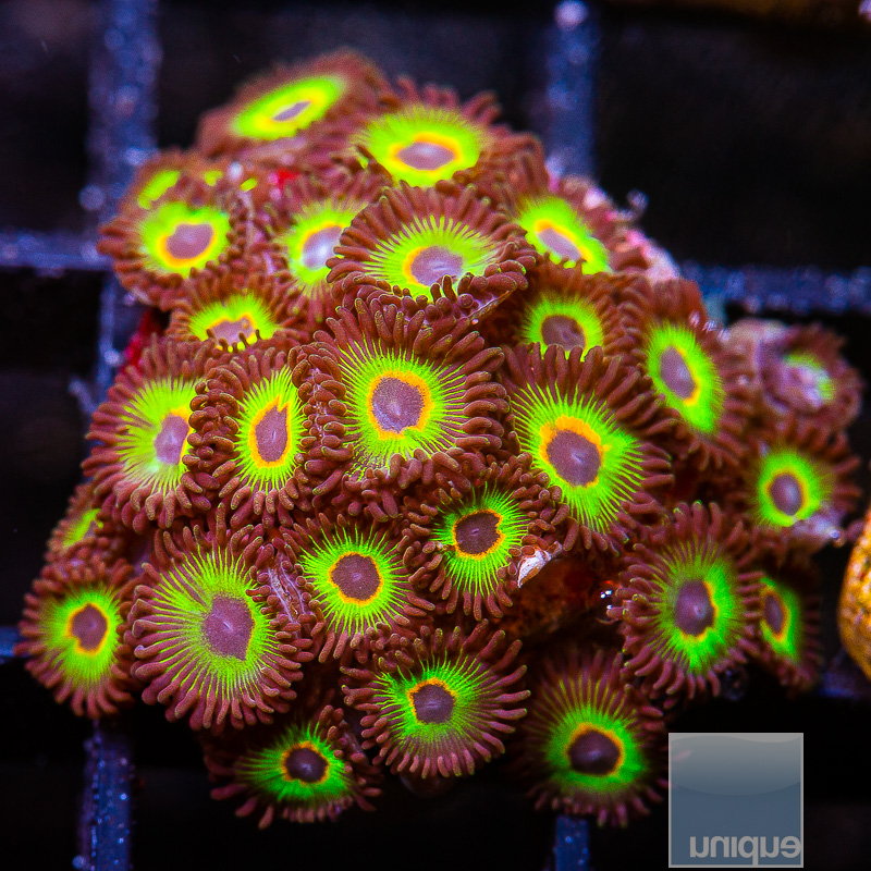 Bob Marley Zoanthid Colony 299 165.JPG