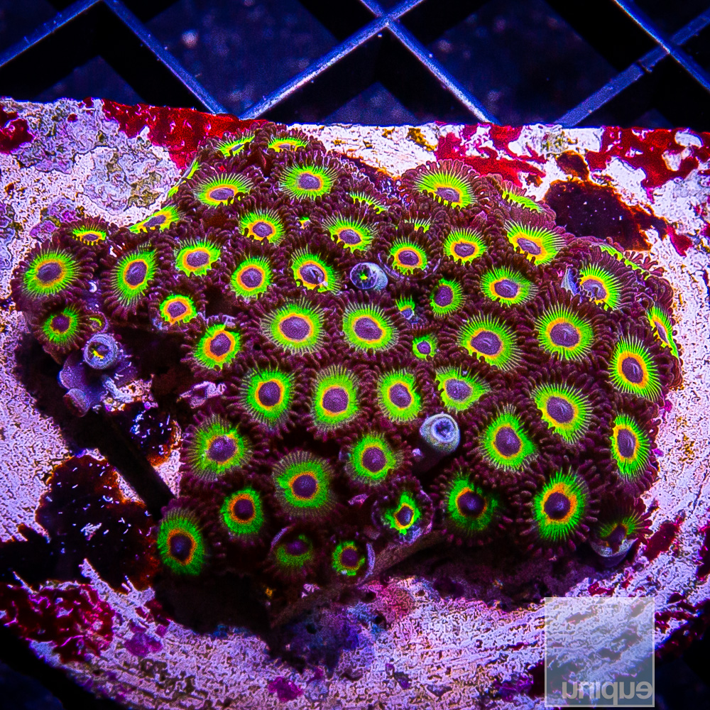 Bob Marley Zoanthid colony 399 229.JPG