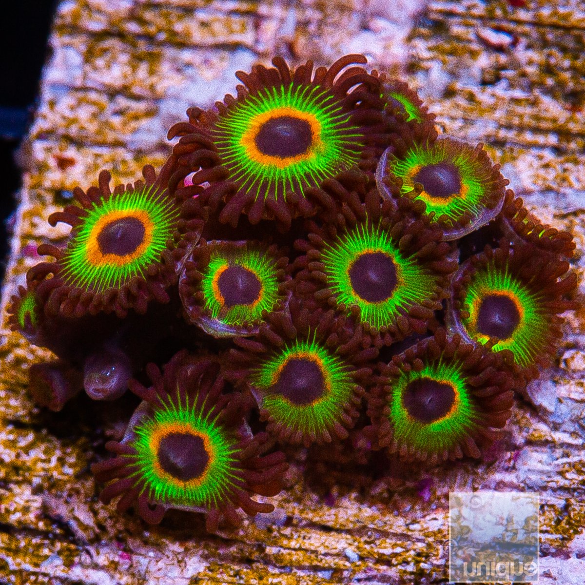 Bob Marley Zoanthid colony 99 52.JPG