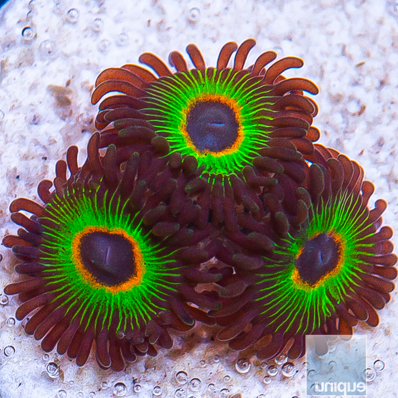 Bob Marley Zoanthids 44 28.JPG