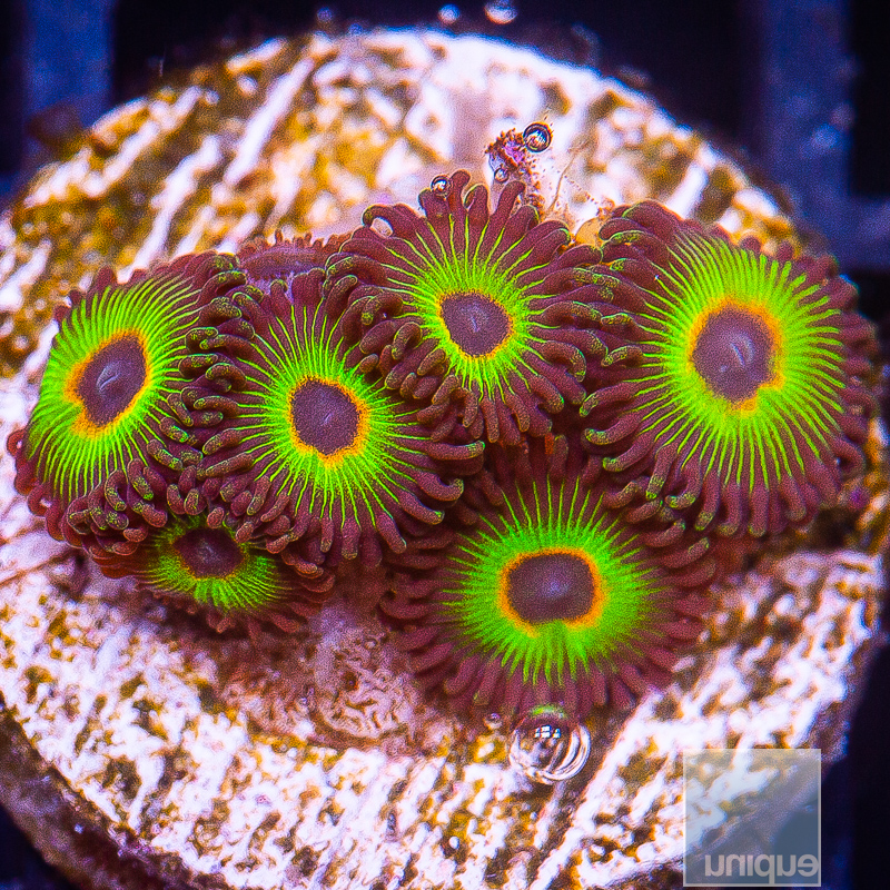 Bob Marley Zoanthids 59 26.JPG