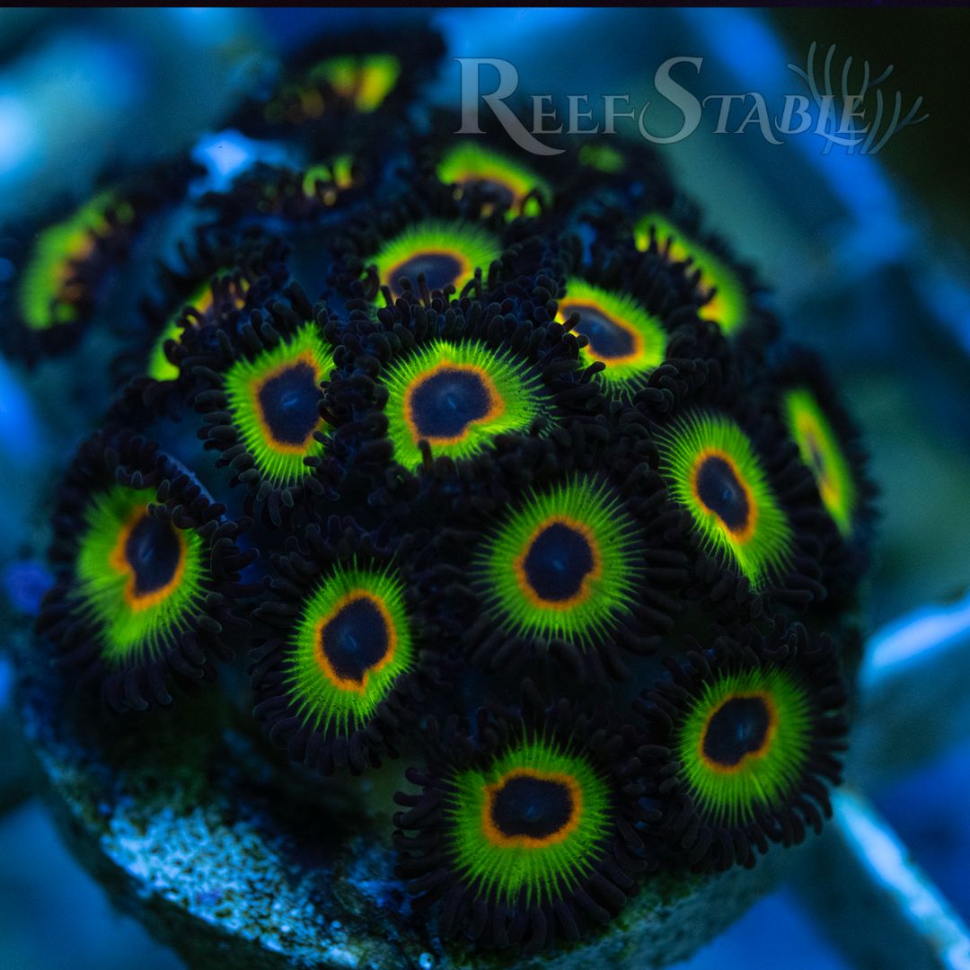 bob-marley-zoas-colony.jpg