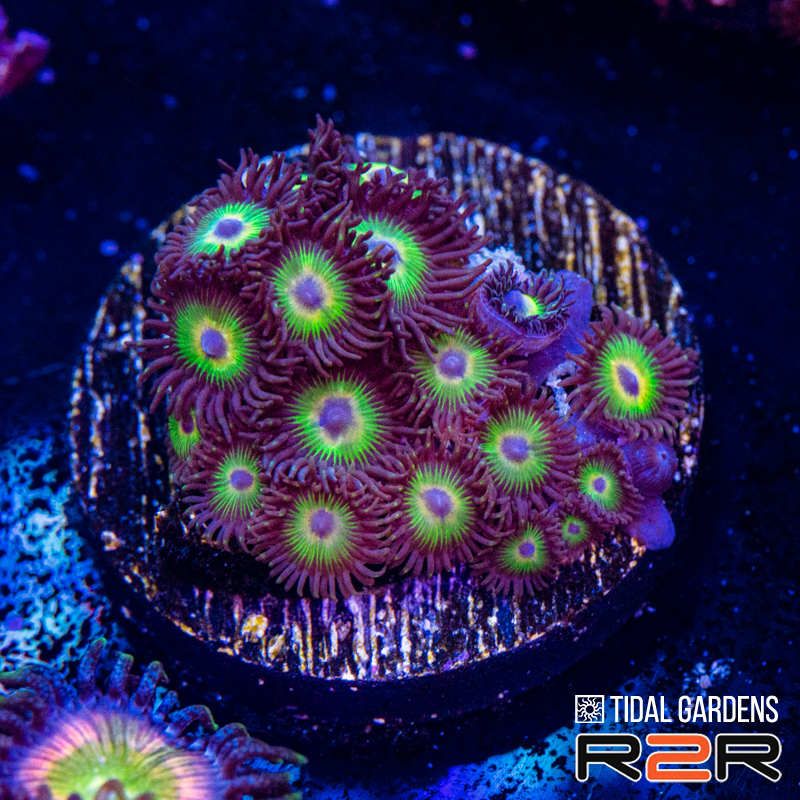 Bob Marley Zoas.jpg