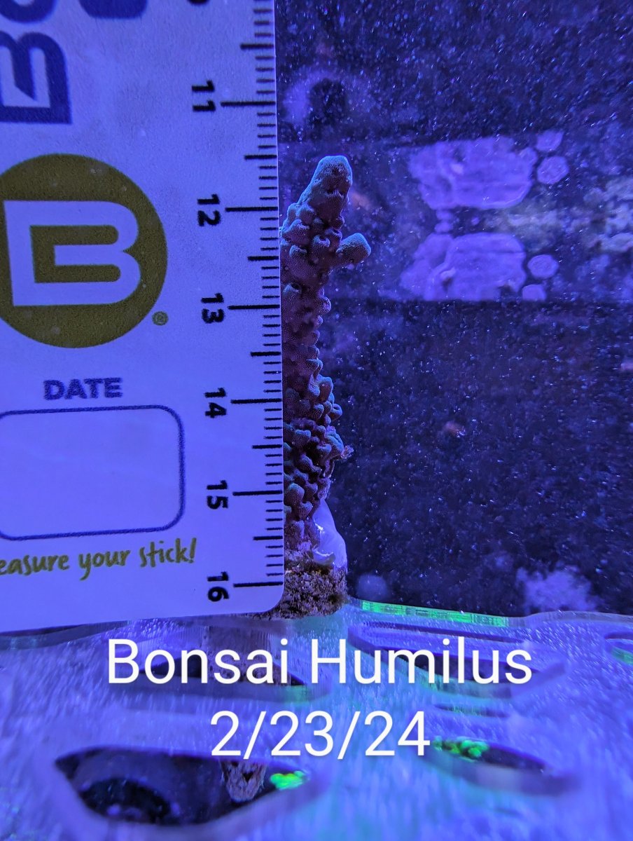 bonsai feb 24.jpg