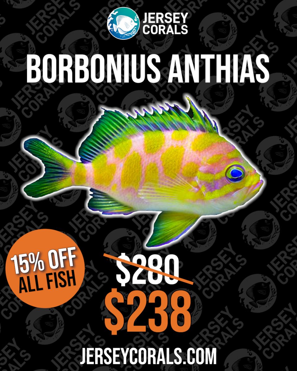 BORB ANTHIAS.jpg