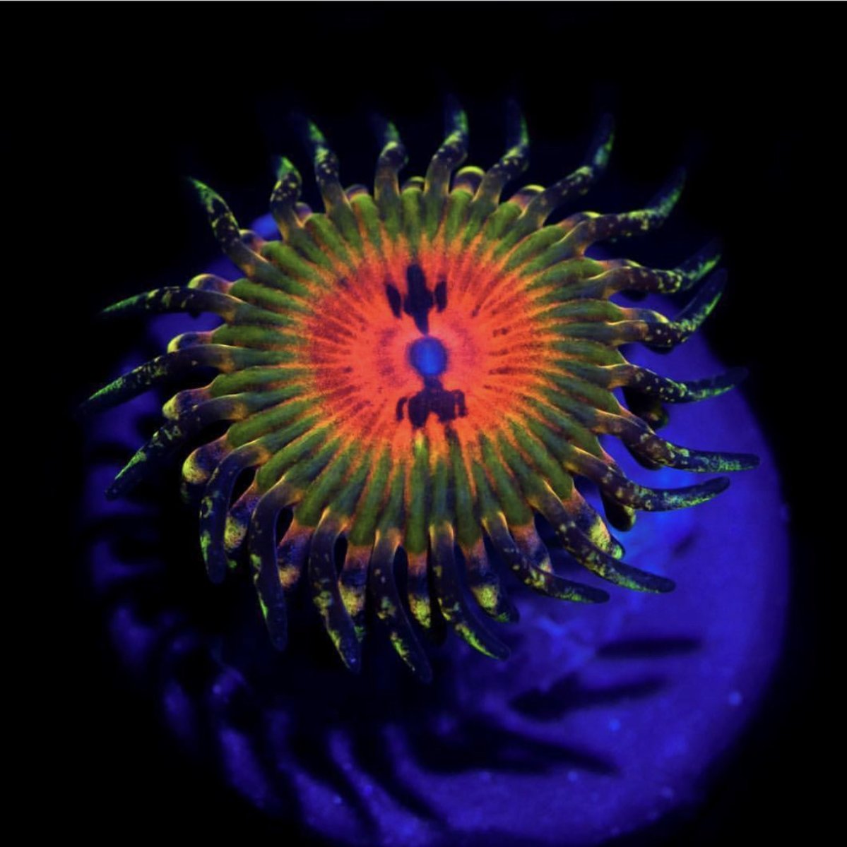 BOWTIE BLASTER ZOANTHID.jpg