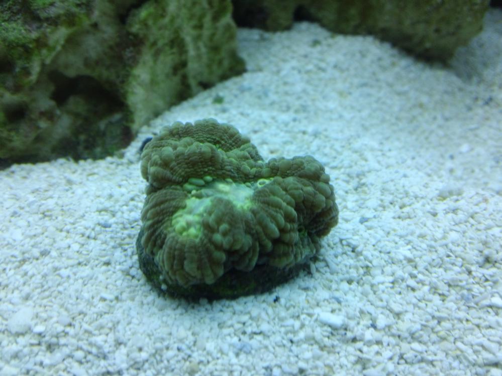 Brain Coral.jpg