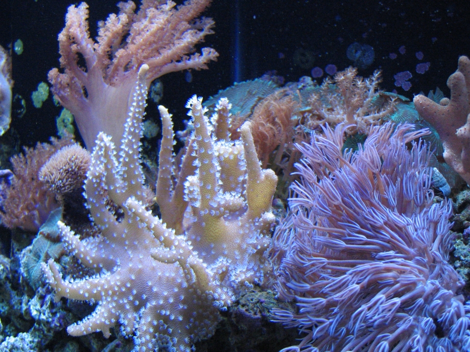 BreathTakingCoralReef-002.jpg