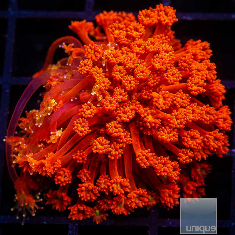 Bright Orange Bernardpora 129 85.JPG