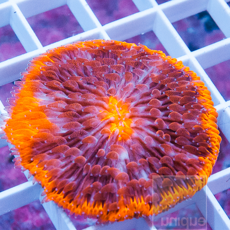 bright-orange fungi 59-99-.jpg