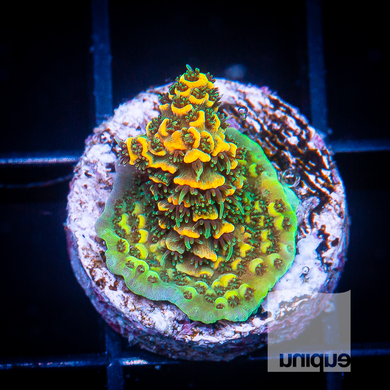 Bright Orange Millepora 129 88.jpg