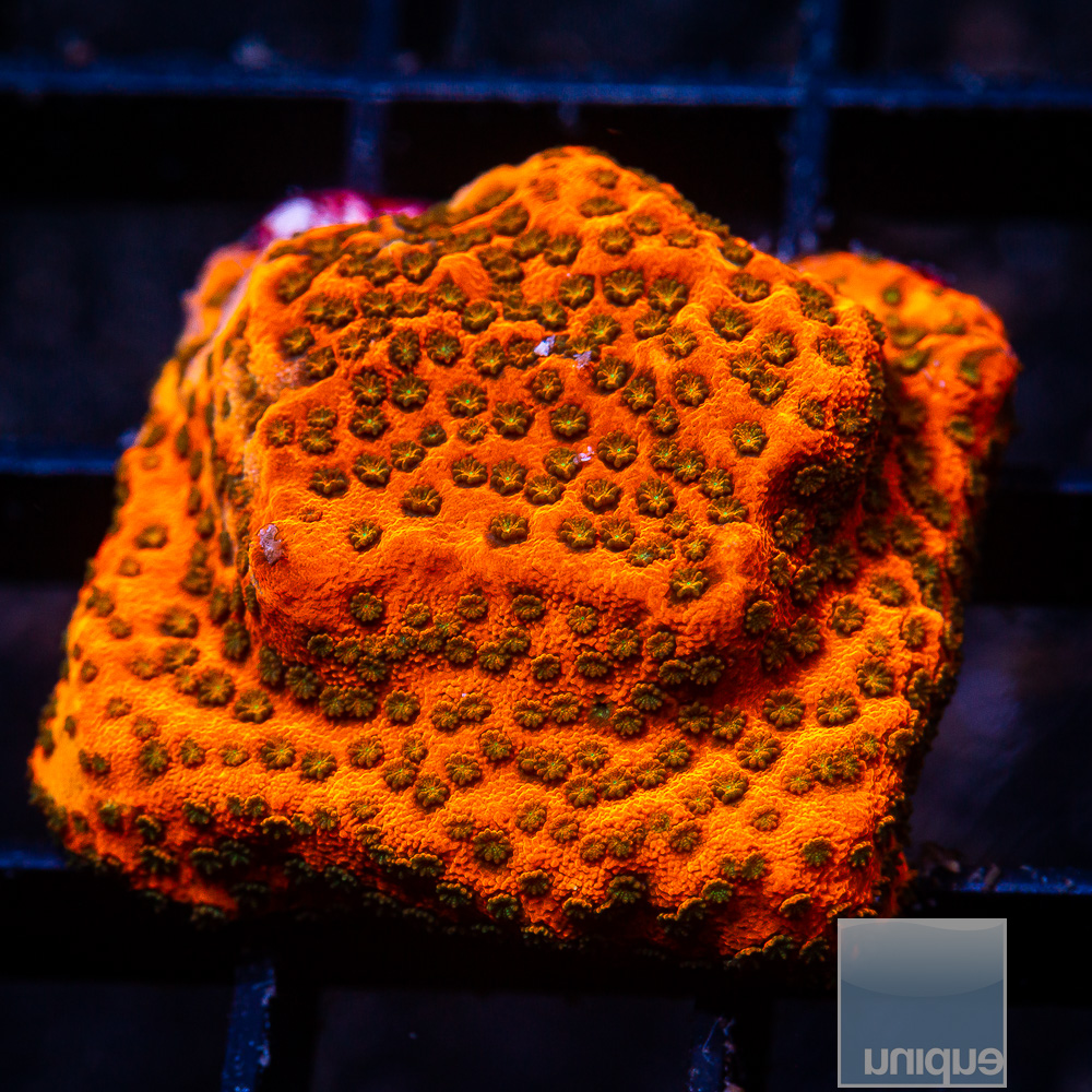 Bright Orange Montipora 34 10.JPG