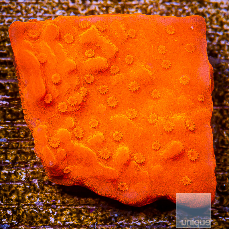 Bright Orange Montipora 59 36.JPG