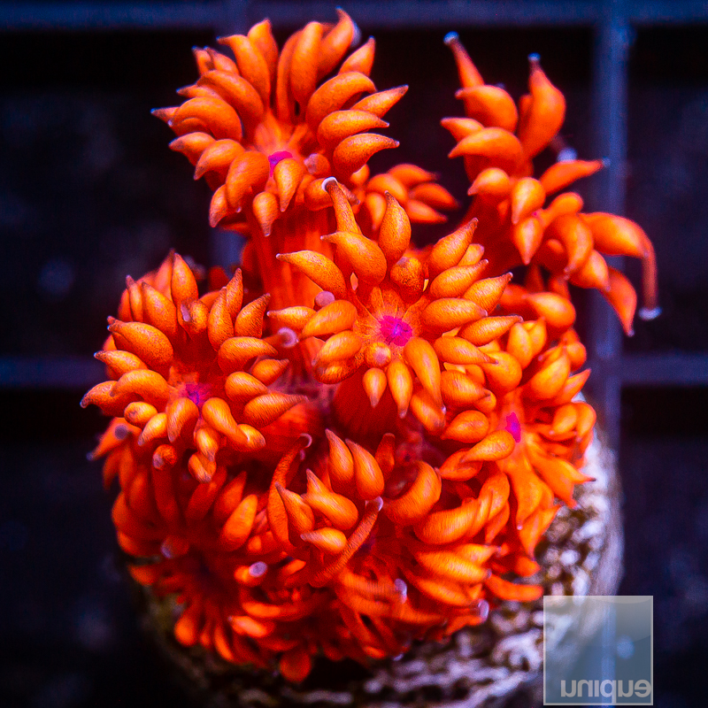 Bright Red Goniopora 69 31.JPG