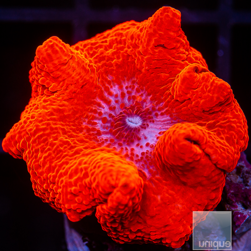 Bright Red Mushroom 79 34.JPG