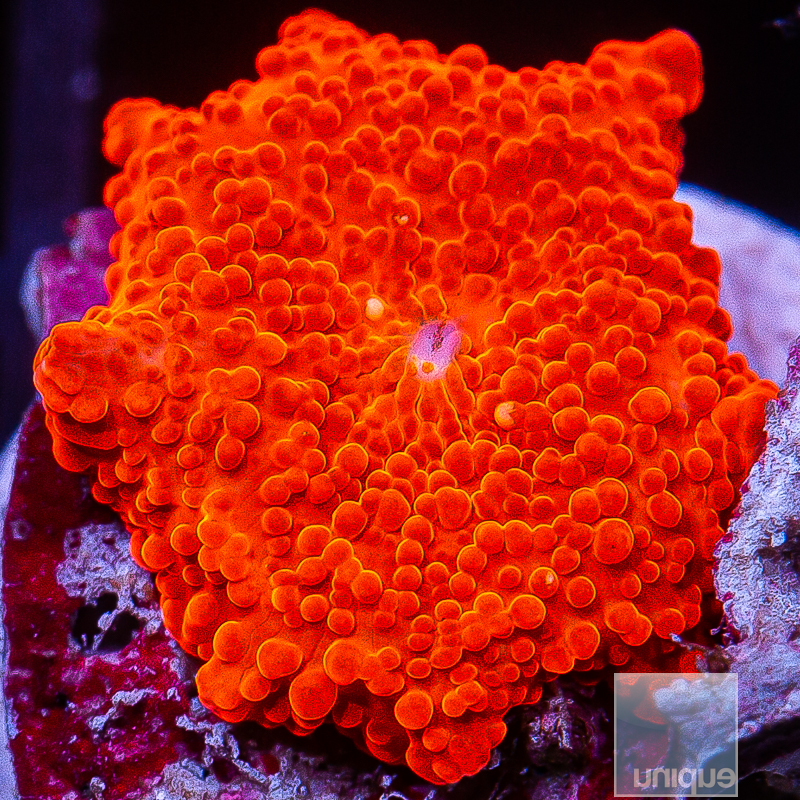 Bright Red Mushroom 79 36.JPG