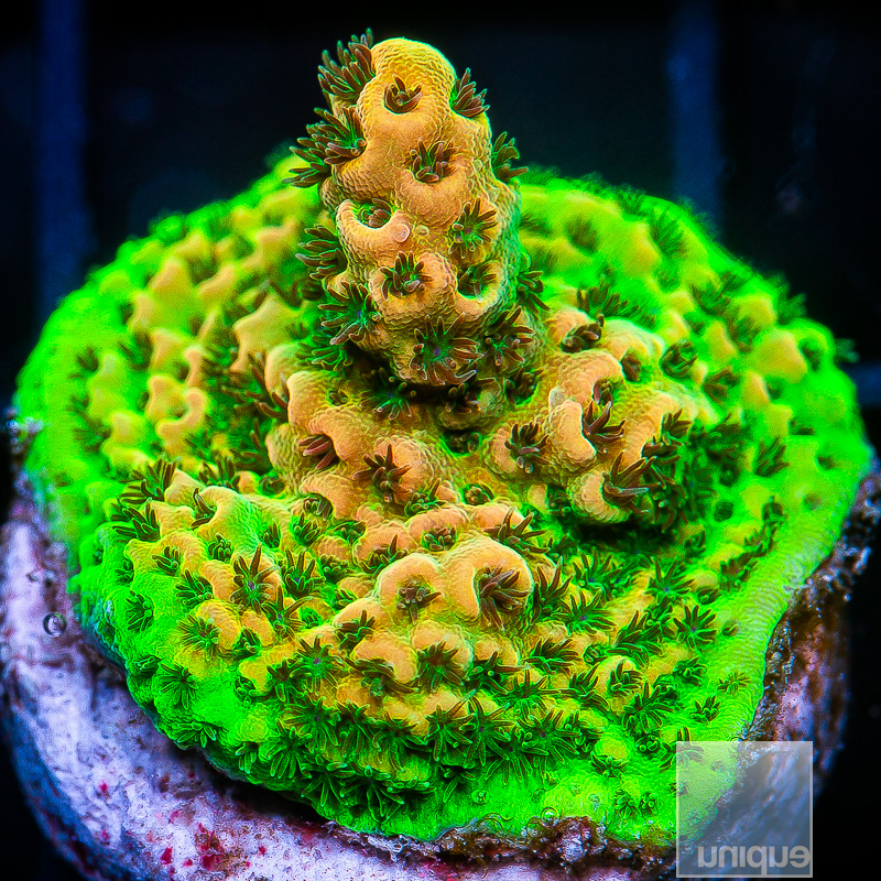 Bright Yellow Acropora 149 96.JPG