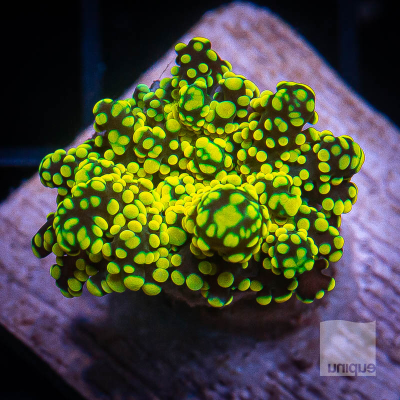 Bright Yellow Frogspawn 299 189.jpg